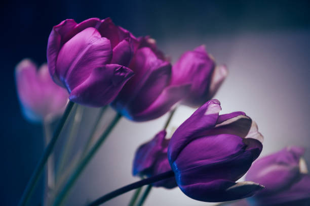 istock Neon Purple Tulips in Artistic Lighting 2205181164