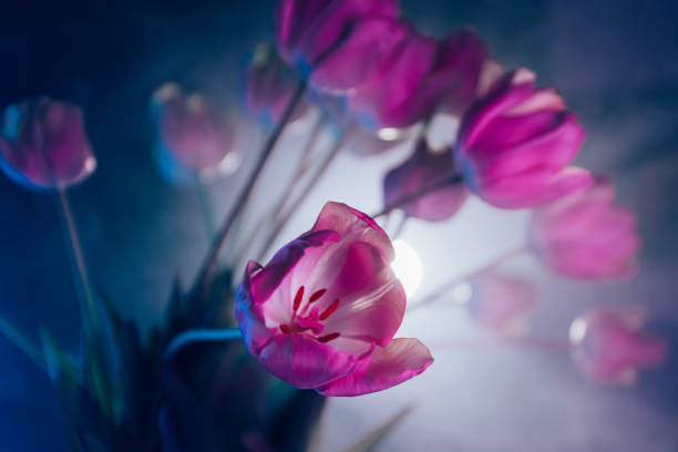 Atmospheric photographs of purple tulips in neon lighting. The interplay of light and shadow creates a mysterious and artistic composition. Perfect for decoration, advertising, blogs, and digital content.