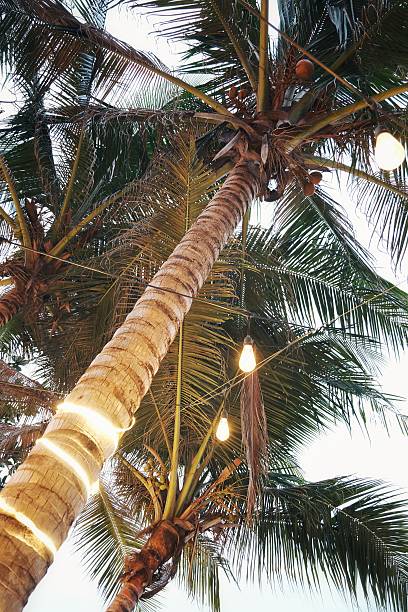 istock Beautiful day outdoor beach palm tree sky view 2205182764