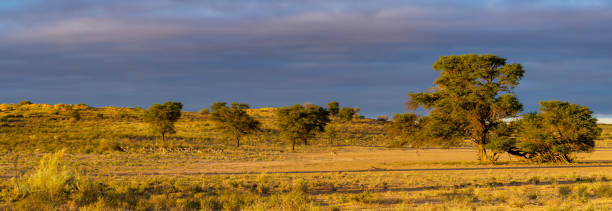 istock Springbok or springbuck (Antidorcas marsupialis) with camel thorn trees in the background. Kgalagadi Transfrontier Park, Northern Cape. South Africa. 2205183663