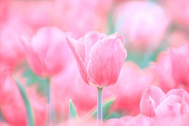 istock Soft Pink Tulip Bloom in a Vibrant Spring Field 2205186263