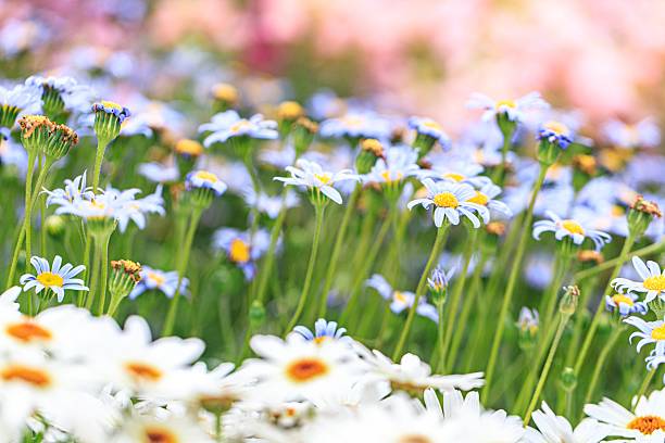 istock A Gentle Sea of White Daisies Bathed in Soft Light 2205186275