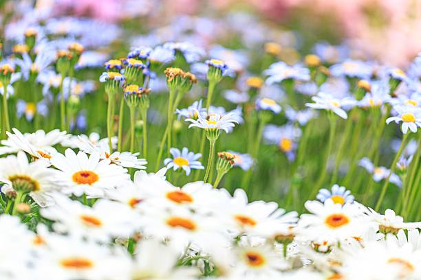 istock A Gentle Sea of White Daisies Bathed in Soft Light 2205186276