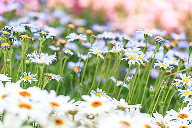 istock A Gentle Sea of White Daisies Bathed in Soft Light 2205186278