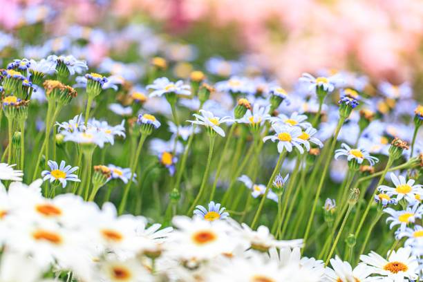 istock A Gentle Sea of White Daisies Bathed in Soft Light 2205186279
