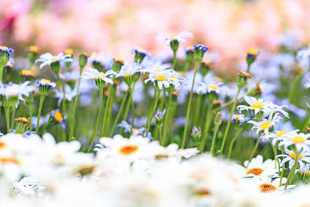 istock A Gentle Sea of White Daisies Bathed in Soft Light 2205186295
