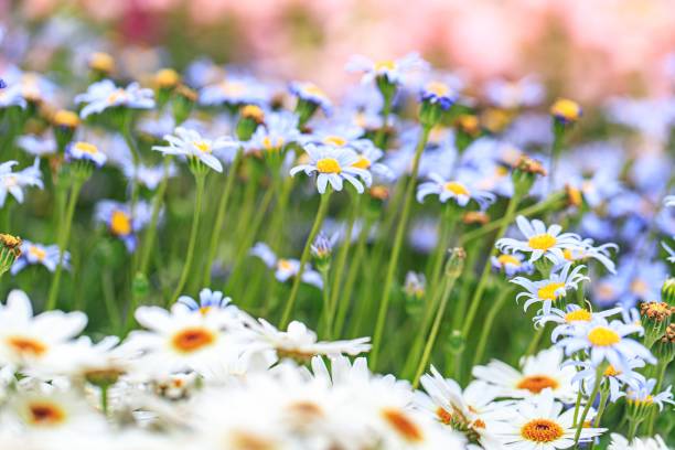 istock A Gentle Sea of White Daisies Bathed in Soft Light 2205186298