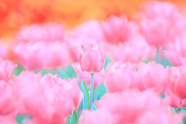 istock Soft Pink Tulip Bloom in a Vibrant Spring Field 2205186345