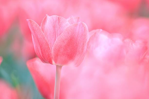 istock Soft Pink Tulip Bloom in a Vibrant Spring Field 2205186355