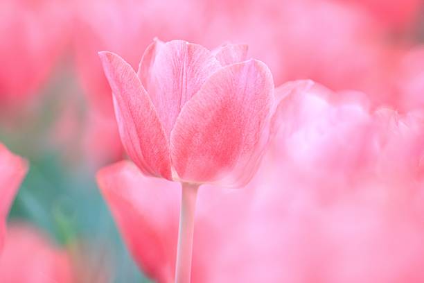 istock Soft Pink Tulip Bloom in a Vibrant Spring Field 2205186358