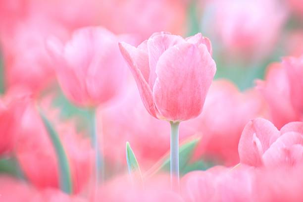 istock Soft Pink Tulip Bloom in a Vibrant Spring Field 2205186442