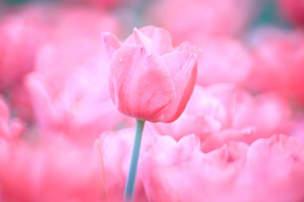 istock Soft Pink Tulip Bloom in a Vibrant Spring Field 2205186443