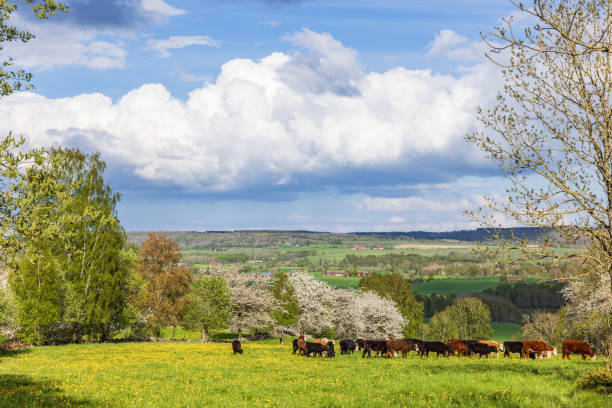 istock Cattle on a flowering meadow in a rural landscape view 2205186599