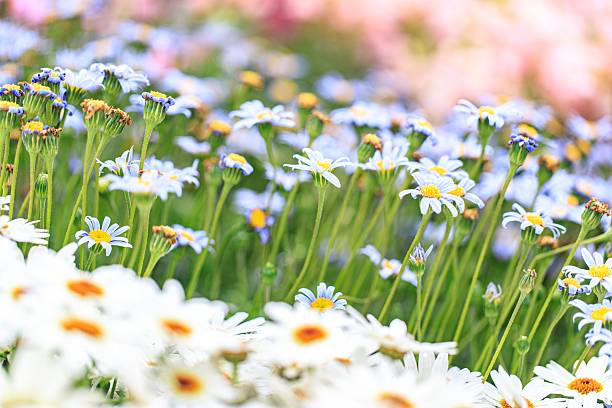 istock A Gentle Sea of White Daisies Bathed in Soft Light 2205187052