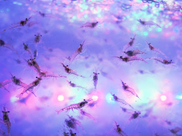 istock Abstract shrimp in the water for sale 2205188376