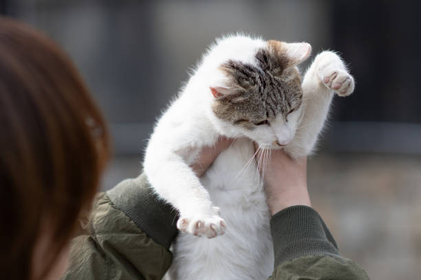 istock Person holding a cute cat 2205190723