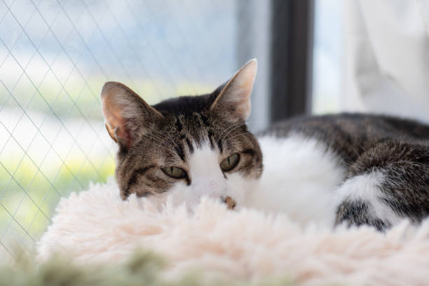 istock Cute cat relaxing by the window 2205190813