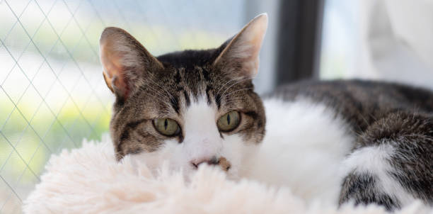 istock Cute cat relaxing by the window 2205190834