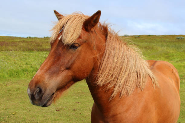 istock Islandpferd / Icelandic horse / Equus ferus caballus 2205190871