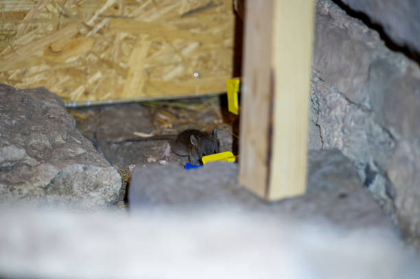 istock Cute little house mouse near mouse trap 2205190998