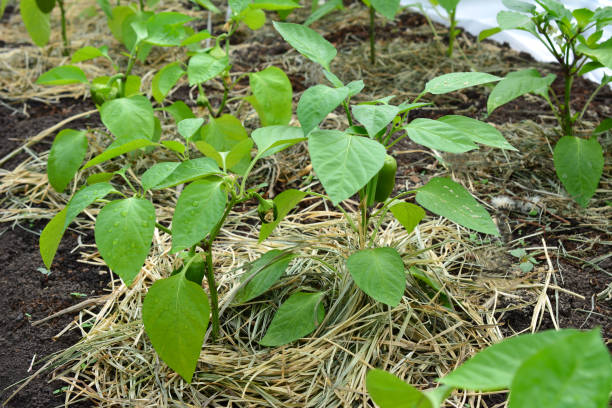 istock Green pepper plants growing in a garden bed covered with straw 2205192247