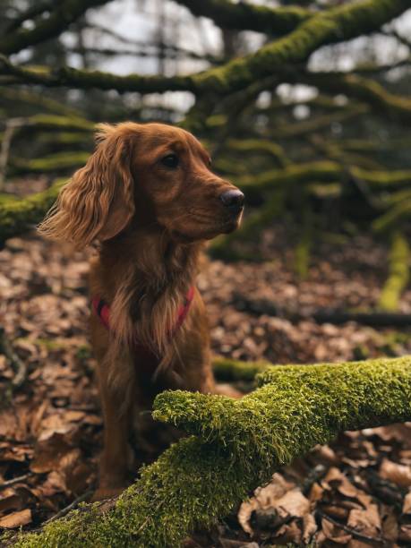 istock Dog in the forest 2205193491