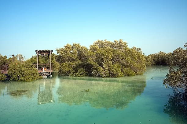 Abu Dhabi, United Arab Emirates – March 02, 2025, the view of the Jubail Mangrove Parks the first self-contained educational, nature and leisure destination