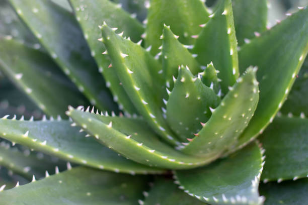 istock Green aloe leaves soft-focus abstract natural background. 2205194986
