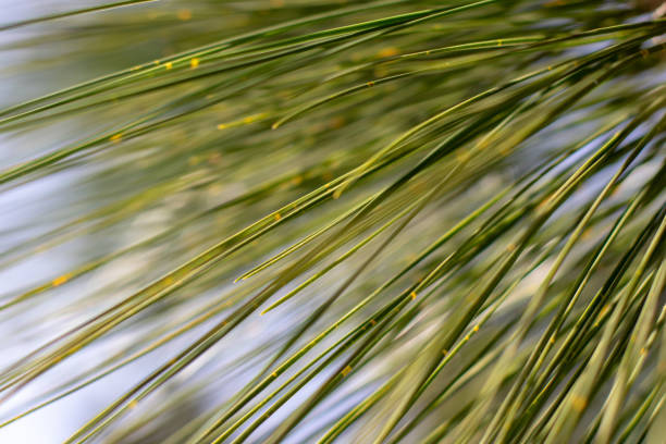 Green long needle-like leaves of coniferous tree soft-focus abstract natural background.