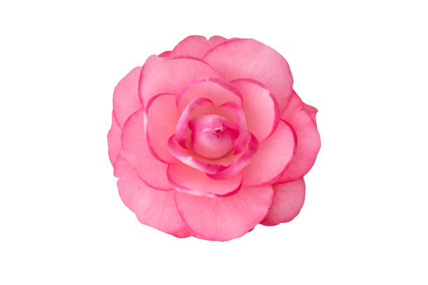 extremely close up of pink camellia flower with sunlight