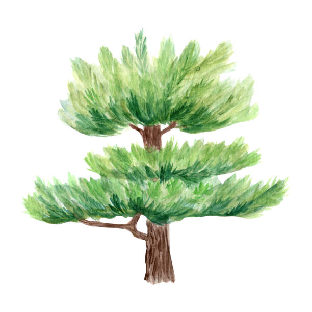 istock Pine tree isolated on white. Hand painted high quality watercolor illustration 2205196796