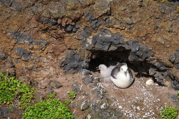 istock Eissturmvogel / Northern fulmar / Fulmarus glacialis 2205197712