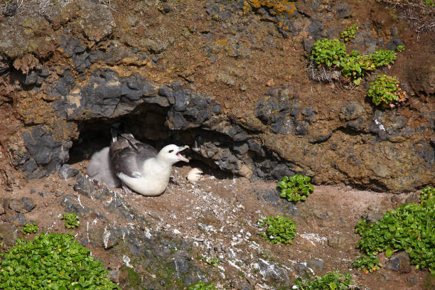istock Eissturmvogel / Northern fulmar / Fulmarus glacialis 2205197738