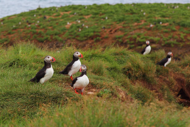istock Papageitaucher / Atlantic puffin / Fratercula arctica 2205198243