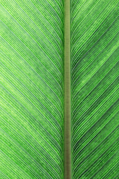 Palm leaf texture for background. Summer holiday and tropical nature concept.