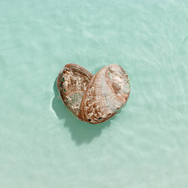 Shiny Shells of abalone as heart with waves sea water textured background, closeup seashell with pearlescent iridescent surface, colored clamshell Haliotis, top view, sea oceanic nature love concept