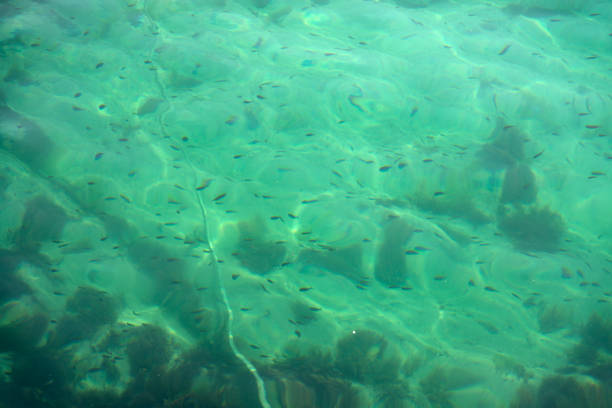 Mugil cephalus fish