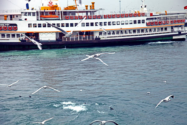 Istanbul, Turkey – 26, February, 2014: Wild seagull birds flying over bosphorus strait in istanbul turkey