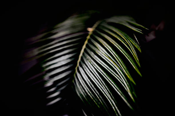 istock cycus palm leaves close-up as a background 2205203915