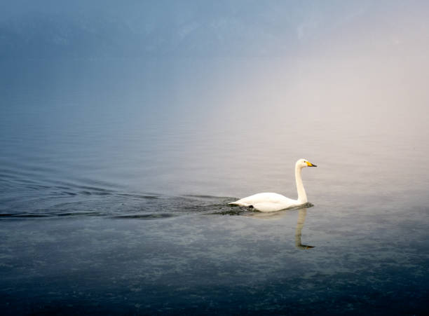 istock An  elegant swan swimming on the lake 2205204134