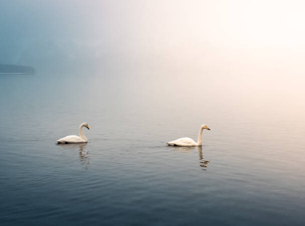 istock Two swans swimming in the sun 2205204143