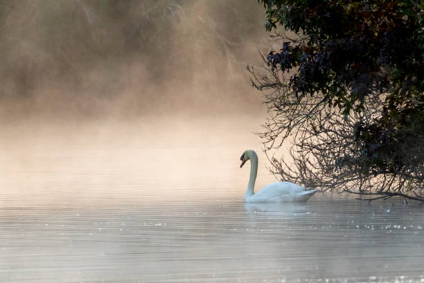 istock A Swim in the Fog 2205204254