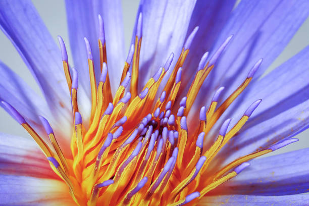 Lotus flower (Lotus, Water-lily, Tropical water-lily or Nymphaea nouchali) white and purple color, Naturally beautiful flowers in the garden