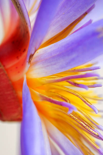 istock Close-up of a blue lotus 2205205255