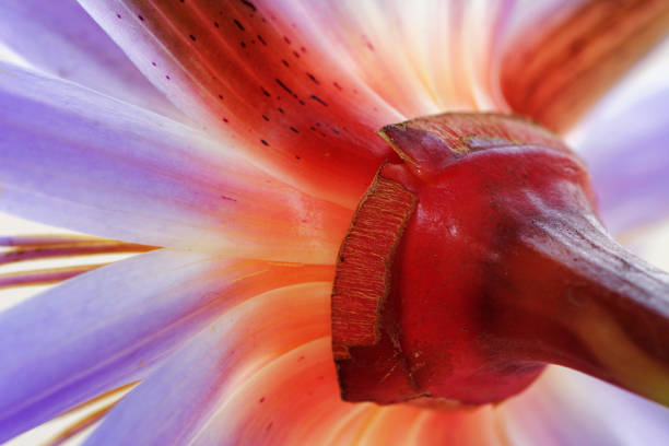 Close-up of a blue lotus photographed in Madagascar, a large island in the Indian Ocean.