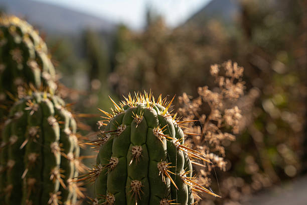 Cactus at the mountain in Jujuy Province, northern Argentina