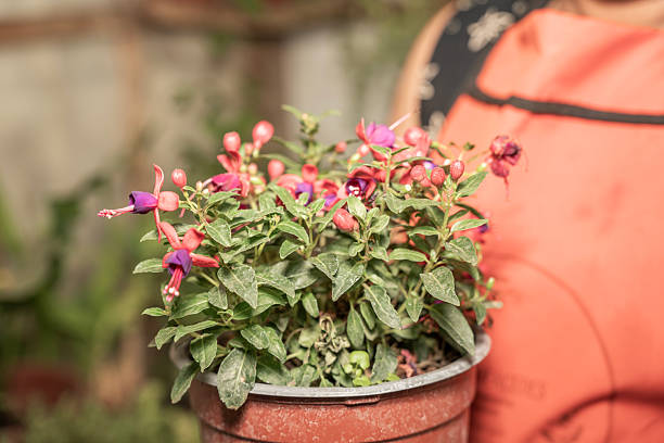 pink flowers in pots