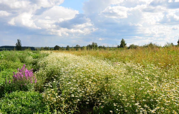 istock A beautiful field of flowers under a cloudy sky with sunlight 2205206885