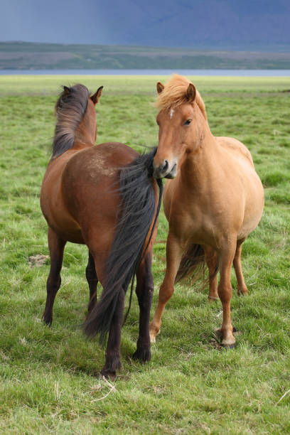 istock Islandpferd / Icelandic horse / Equus ferus caballus 2205207542