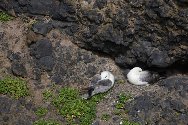 istock Eissturmvogel / Northern fulmar / Fulmarus glacialis 2205207608